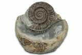 Jurassic Ammonite (Dactylioceras) Fossil - England #351294-1